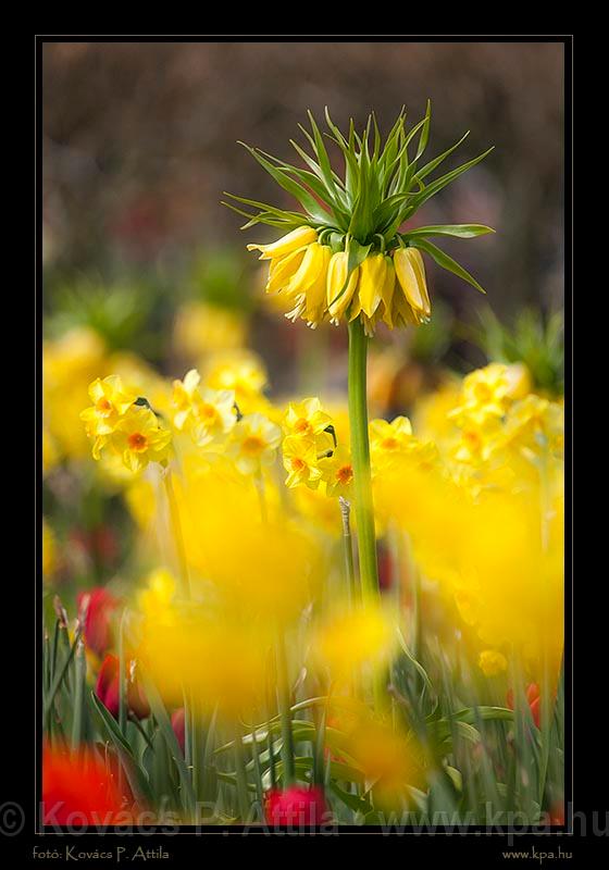 Keukenhof Hollandia 036.jpg